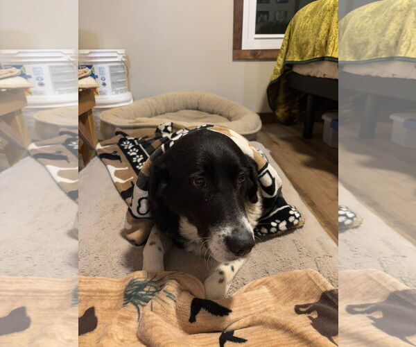 Medium Photo #3 Border Collie-Unknown Mix Puppy For Sale in Hinton, WV, USA