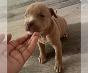 American Staffordshire Terrier-Unknown Mix Dogs for adoption in San Antonio, TX, USA