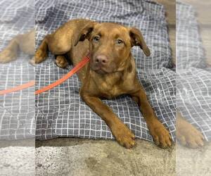 American Pit Bull Terrier-Doberman Pinscher Mix Dogs for adoption in Aurora, OH, USA