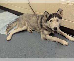 Siberian Husky Dogs for adoption in Denver, CO, USA