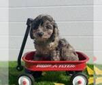 Small Photo #2 Cavapoo Puppy For Sale in MIDDLESEX, NY, USA