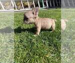 Small Photo #3 French Bulldog Puppy For Sale in HAYWARD, CA, USA