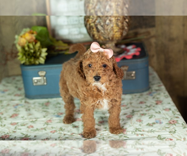 Medium Photo #33 Miniature Labradoodle Puppy For Sale in NAPPANEE, IN, USA
