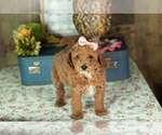 Small #3 Miniature Labradoodle
