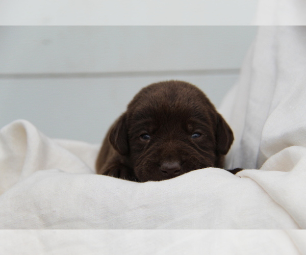 Medium Photo #5 Labrador Retriever Puppy For Sale in HYDE PARK, VT, USA