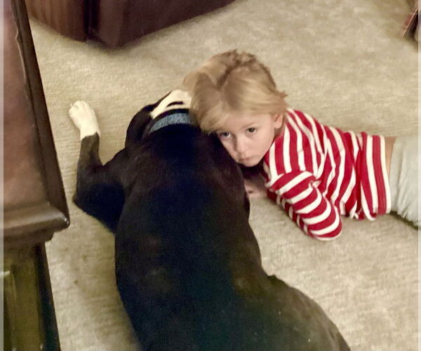 Medium Photo #16 Mutt Puppy For Sale in Mount Laurel, NJ, USA