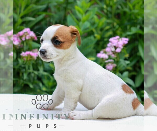 Medium Photo #3 Jack Tzu Puppy For Sale in EAST EARL, PA, USA