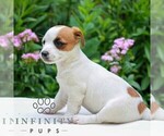Small #2 Jack Tzu
