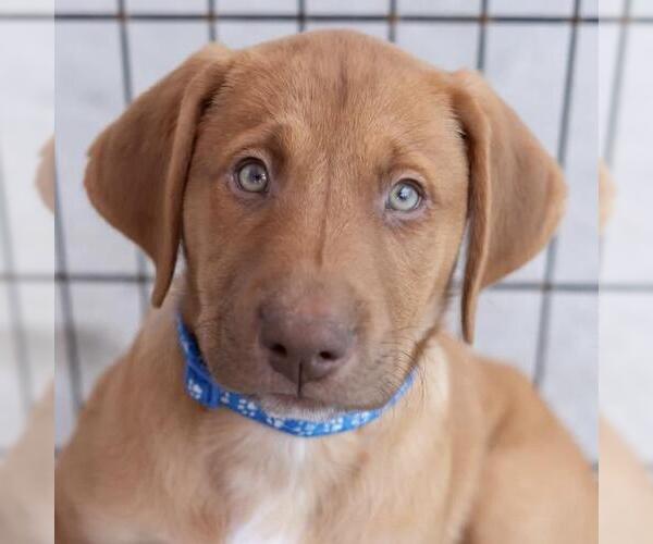 Medium Photo #7 Mutt Puppy For Sale in San Diego, CA, USA