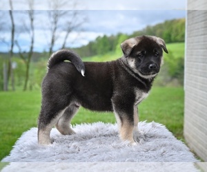 Akita Puppy for sale in MILLERSBURG, OH, USA