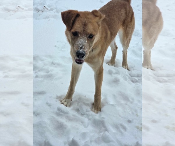 Medium Photo #13 Anatolian Shepherd-Unknown Mix Puppy For Sale in Rustburg, VA, USA