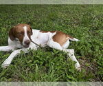 Small #1 Mutt