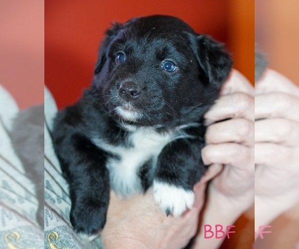 Medium Photo #2 Australian Shepherd Puppy For Sale in DANVILLE, PA, USA