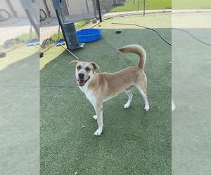 Labrador Retriever-Unknown Mix Dogs for adoption in Pasadena, TX, USA