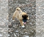 Small Photo #8 Akita Puppy For Sale in NASHVILLE, IN, USA