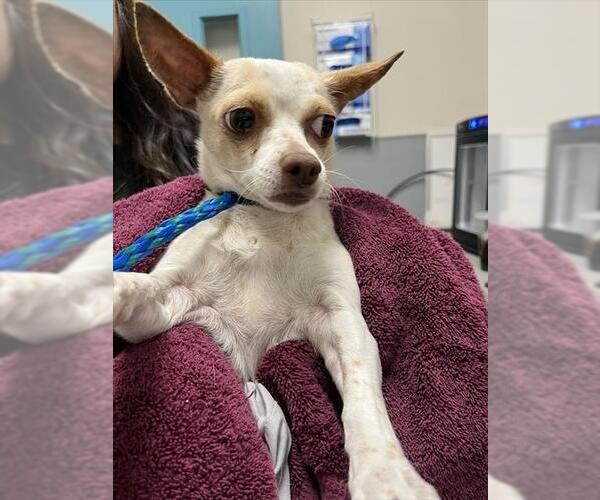 Medium Photo #1 Chihuahua-Unknown Mix Puppy For Sale in Las Vegas, NV, USA