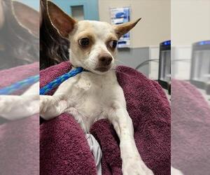 Chihuahua-Unknown Mix Dogs for adoption in Las Vegas, NV, USA