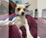 Small Chihuahua Mix