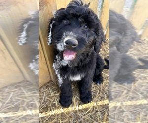 Aussiedoodle-Goldendoodle Mix Puppy for sale in SEVIERVILLE, TN, USA