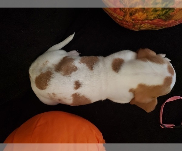 Medium Photo #20 Basset Hound Puppy For Sale in CLAREMORE, OK, USA