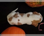Small Photo #20 Basset Hound Puppy For Sale in CLAREMORE, OK, USA