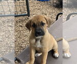 Small #2 Great Pyrenees-Mastiff Mix