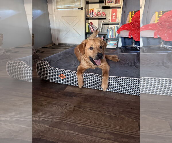 Medium Photo #2 German Shepherd Dog-Great Pyrenees Mix Puppy For Sale in Columbus, IN, USA