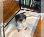 Small #4 Maltese Mix