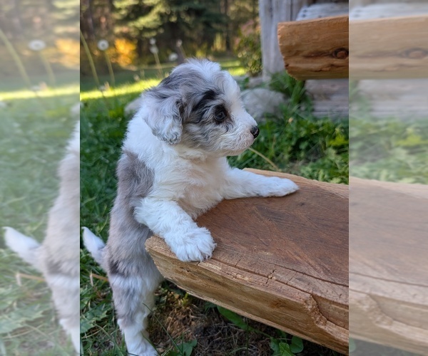 Medium Photo #23 Aussiedoodle Miniature  Puppy For Sale in SPIRIT LAKE, ID, USA