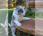 Small Photo #23 Aussiedoodle Miniature  Puppy For Sale in SPIRIT LAKE, ID, USA