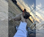 Small Photo #2 French Bulldog Puppy For Sale in MERCED, CA, USA