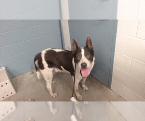 German Shepherd Dog Dogs for adoption in Downey, CA, USA