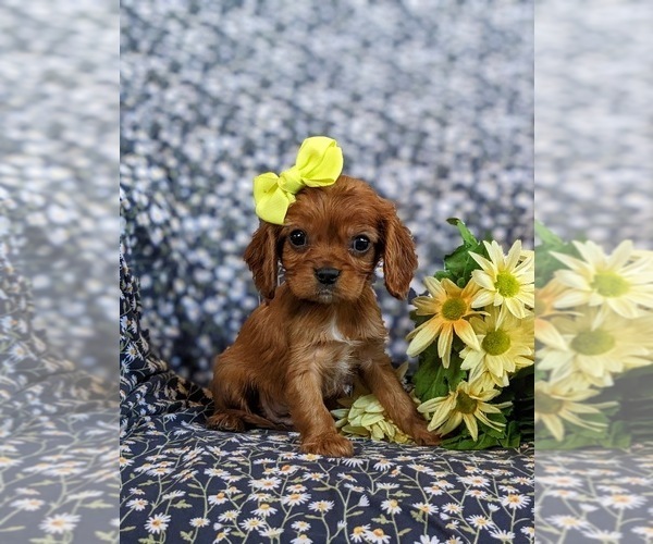 Medium Photo #3 Cavalier King Charles Spaniel Puppy For Sale in CHRISTIANA, PA, USA