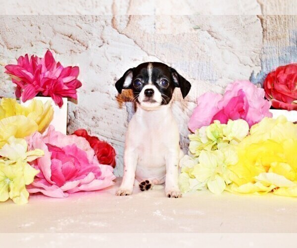 Medium Photo #5 Chihuahua Puppy For Sale in CHARLESTON, AR, USA