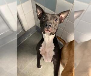 American Staffordshire Terrier-Unknown Mix Dogs for adoption in San Antonio, TX, USA