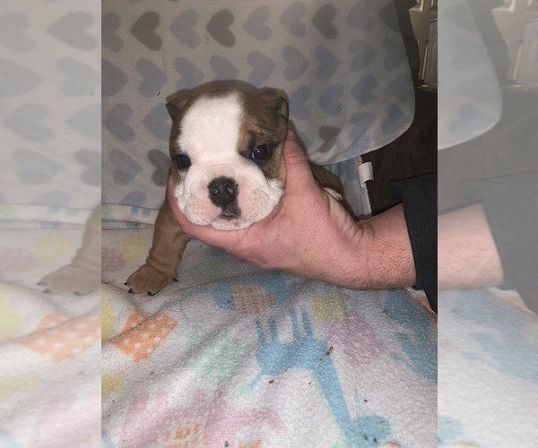 Medium Photo #3 Bulldog Puppy For Sale in FLINT, MI, USA