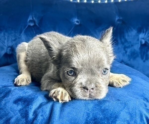 Medium Photo #20 French Bulldog Puppy For Sale in NORTHBROOK, IL, USA
