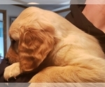 Small Photo #18 Golden Retriever Puppy For Sale in CLAREMORE, OK, USA