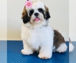 Small Photo #4 Shih Tzu Puppy For Sale in ORLANDO, FL, USA