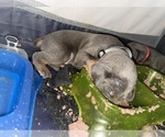 Small #2 Doberman Pinscher