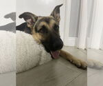 Small #1 German Shepherd Dog