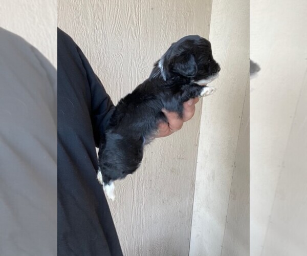 Medium Photo #12 YorkiePoo Puppy For Sale in FALCON, CO, USA