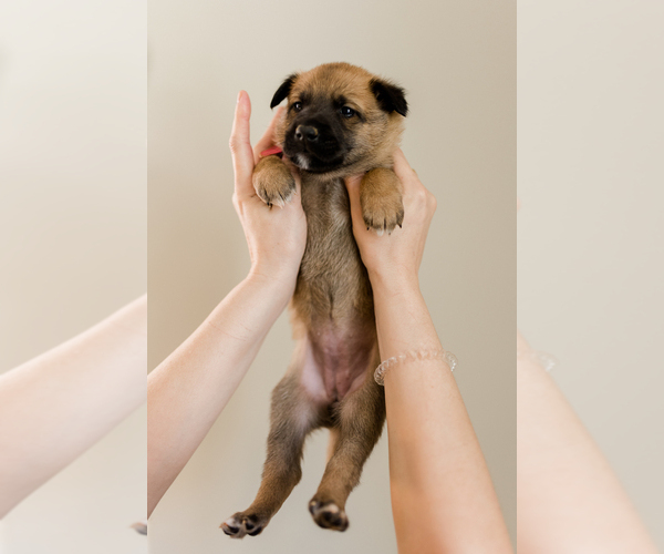 Medium Photo #15 Belgian Malinois Puppy For Sale in LYNCHBURG, VA, USA