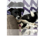 Small #13 Retriever  Mix
