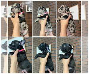 French Bulldog Puppy for sale in HIALEAH, FL, USA