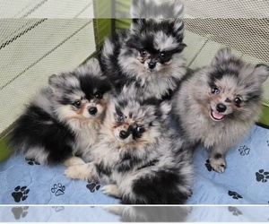 Pomeranian Puppy for Sale in DINWIDDIE, Virginia USA