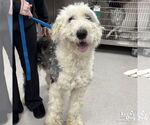 Small #2 Old English Sheepdog Mix
