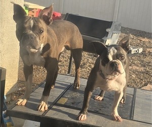 Mother of the Boston Terrier puppies born on 05/16/2025