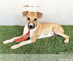 Small #2 Collie-Labrador Retriever Mix