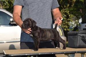 Cane Corso Puppy for sale in AKRON, OH, USA